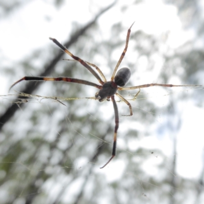 Trichonephila edulis (Golden orb weaver) at Yass River, NSW - 16 Feb 2021 by SenexRugosus