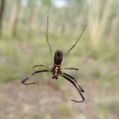 Trichonephila edulis at Yass River, NSW - 16 Feb 2021 10:44 AM