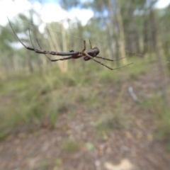 Trichonephila edulis at Yass River, NSW - 16 Feb 2021 10:44 AM