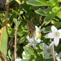 Taractrocera papyria (White-banded Grass-dart) at Murrumbateman, NSW - 16 Feb 2021 by SimoneC