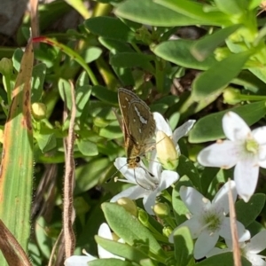 Taractrocera papyria at Murrumbateman, NSW - 16 Feb 2021