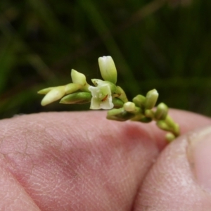 Persicaria hydropiper at Yass River, NSW - 16 Feb 2021 02:39 PM