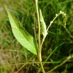 Persicaria hydropiper at Yass River, NSW - 16 Feb 2021 02:39 PM