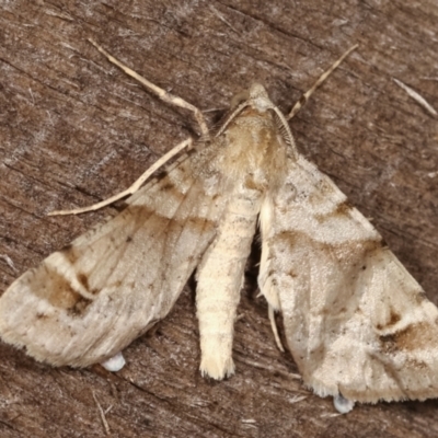 Syneora hemeropa (Ring-tipped Bark Moth) at Melba, ACT - 15 Feb 2021 by kasiaaus