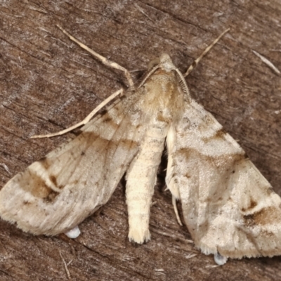 Syneora hemeropa (Ring-tipped Bark Moth) at Melba, ACT - 16 Feb 2021 by kasiaaus