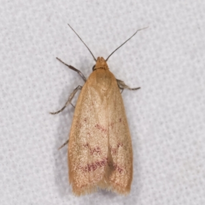 Heteroteucha occidua (A concealer moth) at Melba, ACT - 15 Feb 2021 by kasiaaus