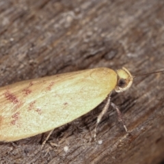 Heteroteucha occidua at Melba, ACT - 16 Feb 2021 01:05 AM