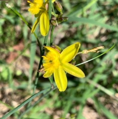 Tricoryne elatior (Yellow Rush Lily) at Murrumbateman, NSW - 14 Feb 2021 by SimoneC