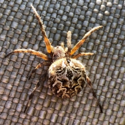 Backobourkia heroine (Heroic Orb-weaver) at Aranda Bushland - 16 Feb 2021 by KMcCue