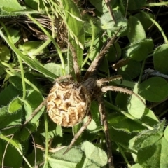 Backobourkia heroine at Holt, ACT - 16 Feb 2021 05:45 PM