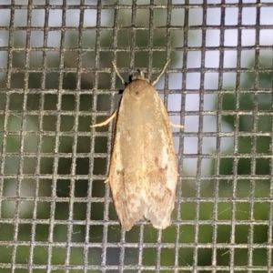 Oecophoridae (family) at Aranda, ACT - 12 Feb 2021 08:15 AM