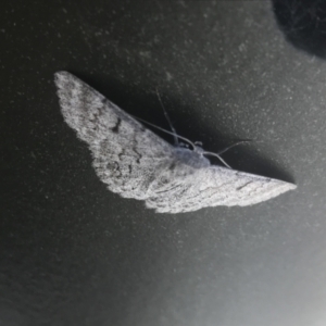Crypsiphona ocultaria at Lyneham, ACT - 15 Feb 2021 03:13 PM