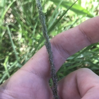Sporobolus (genus) (A Rat's Tail Grass) at Phillip, ACT - 15 Feb 2021 by Tapirlord
