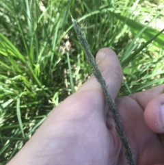 Sporobolus sp. at Phillip, ACT - 15 Feb 2021