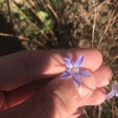 Wahlenbergia capillaris (Tufted Bluebell) at Red Hill to Yarralumla Creek - 15 Feb 2021 by Tapirlord