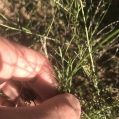 Wahlenbergia capillaris at Garran, ACT - 15 Feb 2021