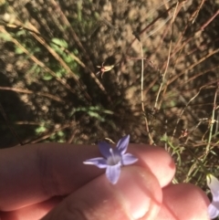 Wahlenbergia capillaris at Garran, ACT - 15 Feb 2021