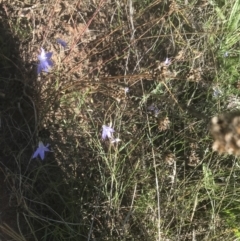 Wahlenbergia capillaris at Garran, ACT - 15 Feb 2021