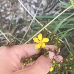 Hypericum perforatum (St John's Wort) at Hughes, ACT - 15 Feb 2021 by Tapirlord