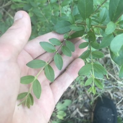 Ligustrum sinense (Narrow-leaf Privet, Chinese Privet) at Hughes Garran Woodland - 15 Feb 2021 by Tapirlord