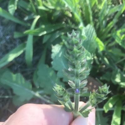 Salvia verbenaca var. verbenaca (Wild Sage) at Hughes, ACT - 15 Feb 2021 by Tapirlord