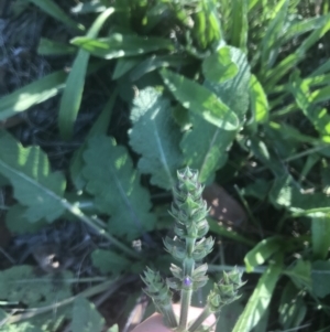 Salvia verbenaca var. verbenaca at Hughes, ACT - 15 Feb 2021