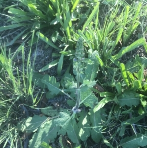 Salvia verbenaca var. verbenaca at Hughes, ACT - 15 Feb 2021 06:21 PM