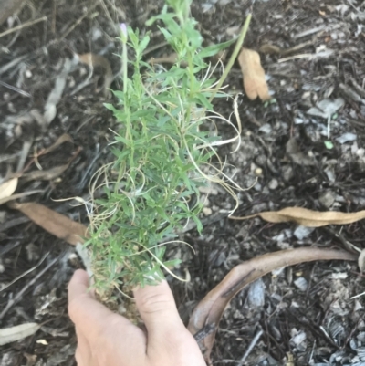 Epilobium billardiereanum subsp. cinereum (Hairy Willow Herb) at Red Hill to Yarralumla Creek - 15 Feb 2021 by Tapirlord