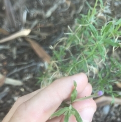 Epilobium billardiereanum subsp. cinereum at Garran, ACT - 15 Feb 2021 06:24 PM