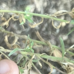 Epilobium billardiereanum subsp. cinereum at Garran, ACT - 15 Feb 2021 06:24 PM