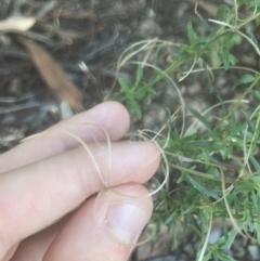 Epilobium billardiereanum subsp. cinereum at Garran, ACT - 15 Feb 2021 06:24 PM