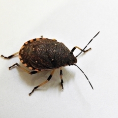 Diemenia rubromarginata (Pink-margined bug) at Crooked Corner, NSW - 27 Jan 2021 by Milly