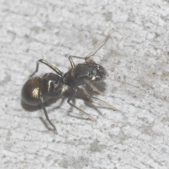 Myrmarachne luctuosa (Polyrachis Ant Mimic Spider) at Black Mountain - 11 Feb 2021 by Harrisi