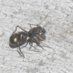 Myrmarachne luctuosa (Polyrachis Ant Mimic Spider) at Downer, ACT - 11 Feb 2021 by Harrisi