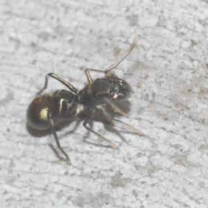 Myrmarachne luctuosa at Downer, ACT - 11 Feb 2021