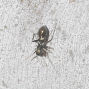 Myrmarachne luctuosa at Downer, ACT - 11 Feb 2021 06:30 PM