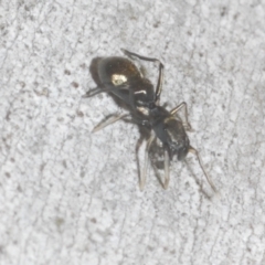 Myrmarachne luctuosa at Downer, ACT - 11 Feb 2021