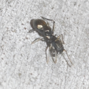 Myrmarachne luctuosa at Downer, ACT - 11 Feb 2021 06:30 PM