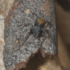 Myrmarachne sp. (genus) (Unidentified Ant-mimic jumping spider) at Black Mountain - 11 Feb 2021 by Harrisi
