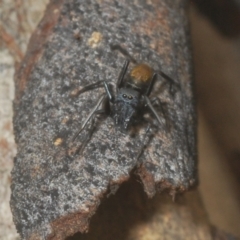 Myrmarachne (genus) (Unidentified Ant-mimic jumping spider) at Downer, ACT - 11 Feb 2021 by Harrisi