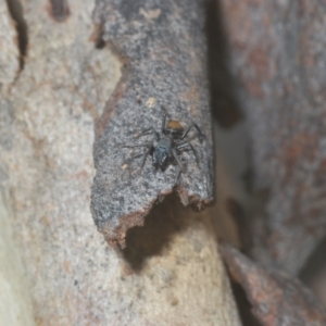 Myrmarachne sp. (genus) at Downer, ACT - 11 Feb 2021