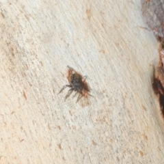 Myrmarachne sp. (genus) at Downer, ACT - 11 Feb 2021