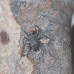 Myrmarachne sp. (genus) at Downer, ACT - 11 Feb 2021