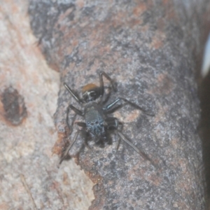 Myrmarachne sp. (genus) at Downer, ACT - 11 Feb 2021