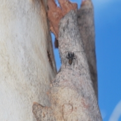Myrmarachne sp. (genus) at Downer, ACT - 11 Feb 2021