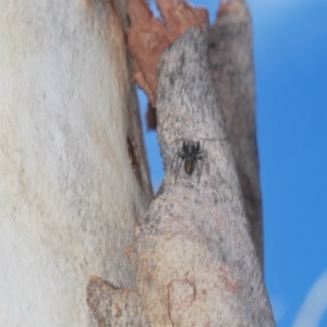 Myrmarachne sp. (genus) at Downer, ACT - 11 Feb 2021