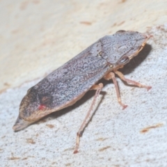 Stenocotis depressa (Leafhopper) at Black Mountain - 11 Feb 2021 by Harrisi