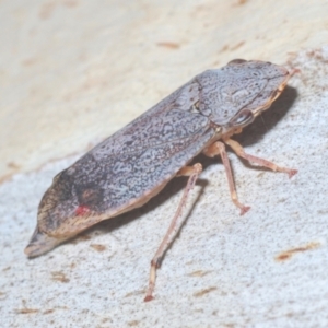 Stenocotis depressa at Downer, ACT - 11 Feb 2021