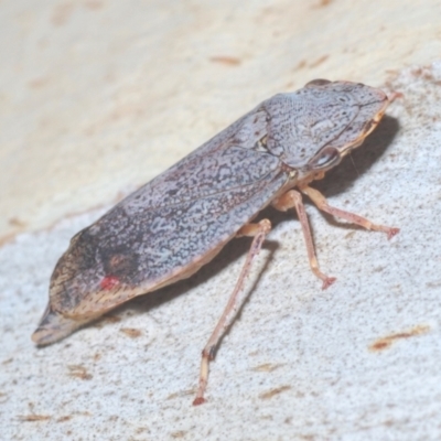 Stenocotis depressa (Leafhopper) at Black Mountain - 11 Feb 2021 by Harrisi