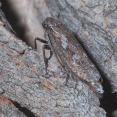Putoniessa sp. (genus) (A leafhopper) at Black Mountain - 9 Feb 2021 by Harrisi